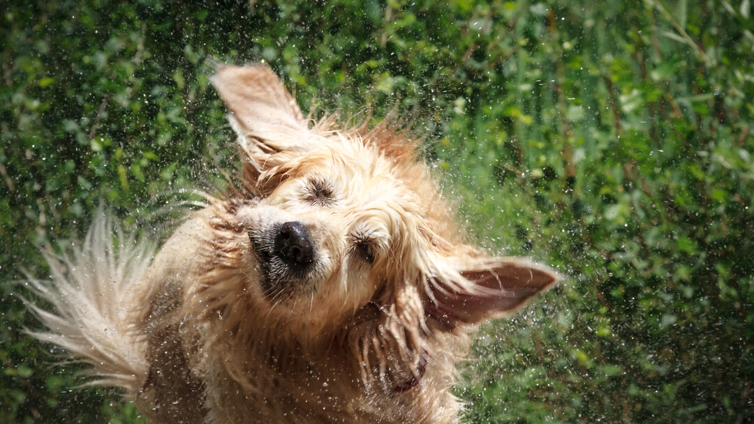 Dog shaking on sale